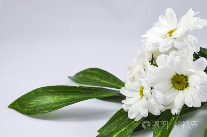 绿色的叶子在白色背景上的白色菊花