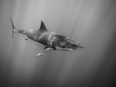 大白鲨在太平洋阳光下游泳图片