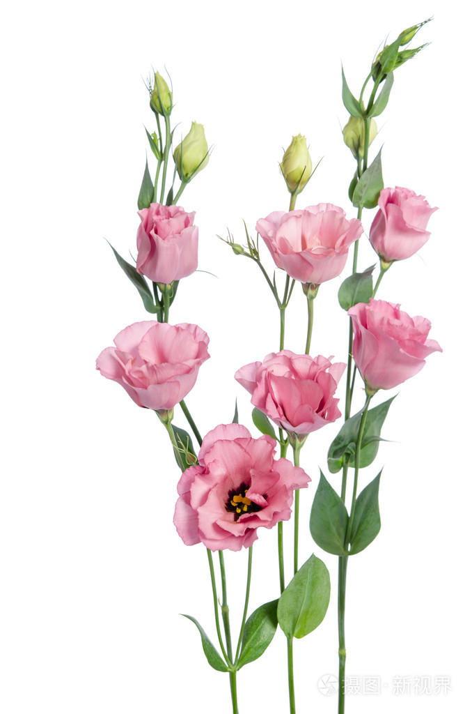 孤立在白色背景上的美丽的粉红桔梗花