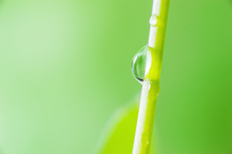 绿色植物的宏观泡沫