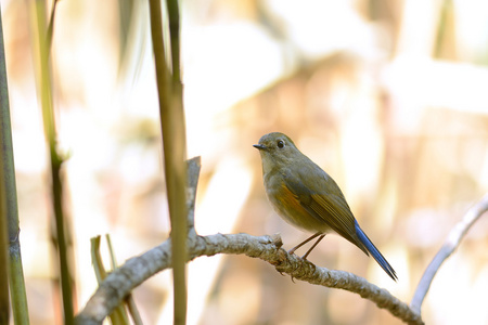 两侧是红 bluetail