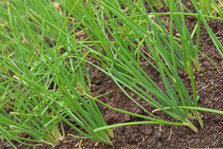 种在地里葱家乡种植的绿葱生长在土壤中准备收割照片
