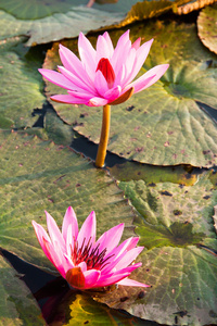 粉红色莲花，睡莲在天然池塘在清晨的阳光