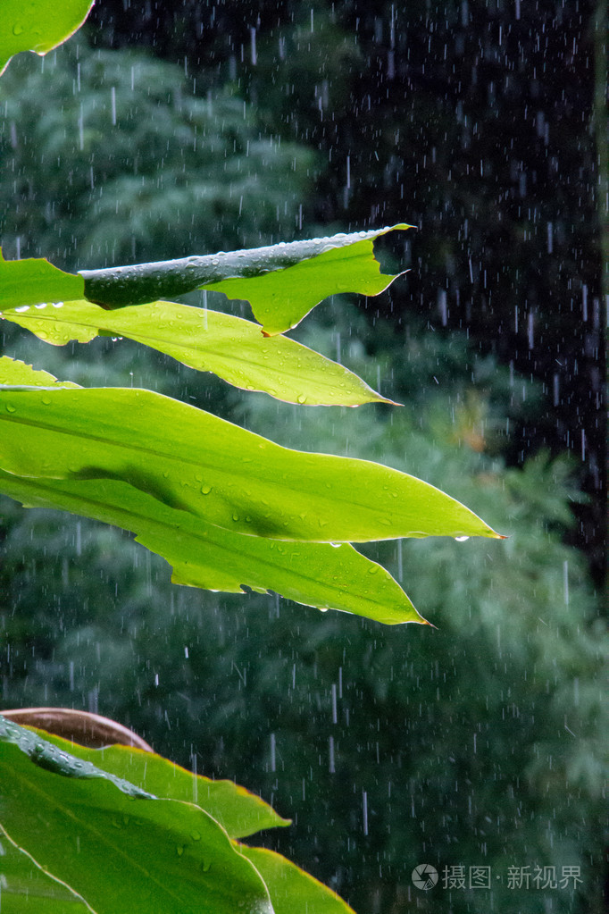 热带植物在雨中