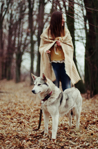 在公园里的女孩与一只哈士奇狗家园。与女孩