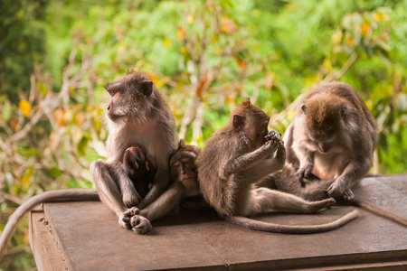 猴子家族在丛林森林。在巴厘岛，巴厘岛，猴子森林