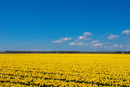 春季郁金香字段在荷兰，五颜六色的花朵在荷兰
