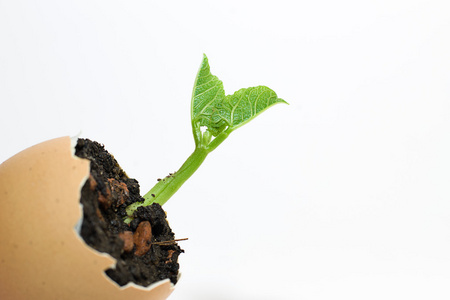 绿苗植株从一个鸡蛋