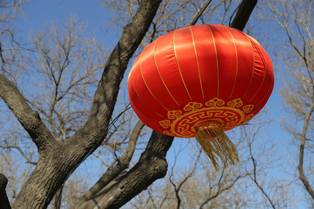 挂在树上的中国红灯笼图片