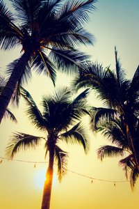 棕榈树和日落的剪影