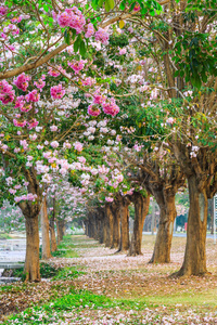 粉红色小号树