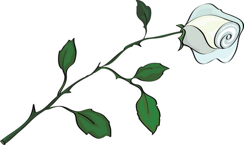 孤立的白玫瑰图片