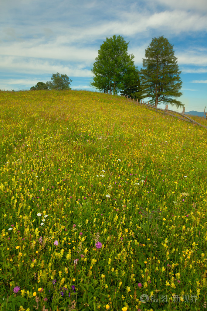 喀尔巴阡山草甸