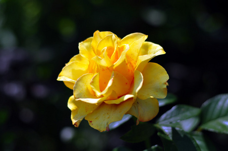阳光下的黄色玫瑰