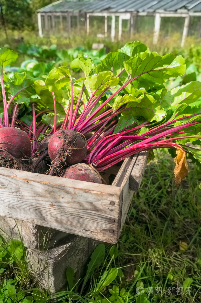 花园里的新鲜甜菜