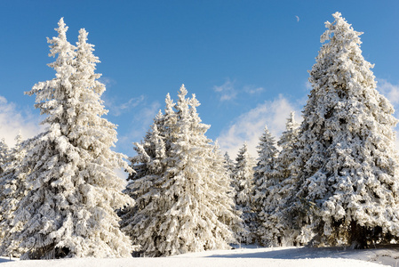 冬季景观与雪松树