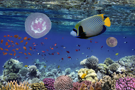 热带鱼类和硬珊瑚在红海埃及
