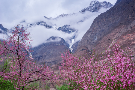 杏花，巴基斯坦北部地区罕萨山谷的美丽景观