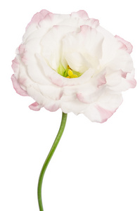 美丽白花上白色孤立。桔梗
