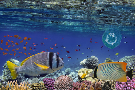热带鱼类和硬珊瑚在红海
