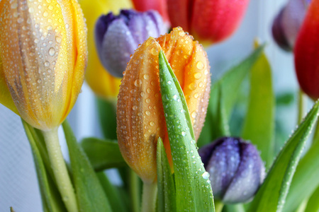 明亮郁金香花束