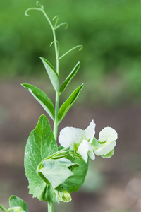 照片开花甜豌豆