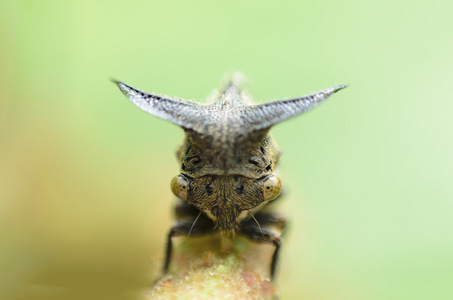 关闭了蚜虫，奇怪 treehopper