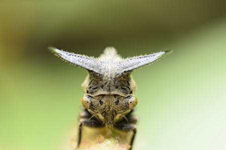 关闭了蚜虫，奇怪 treehopper