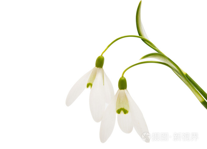 美丽的雪莲花花白色孤立