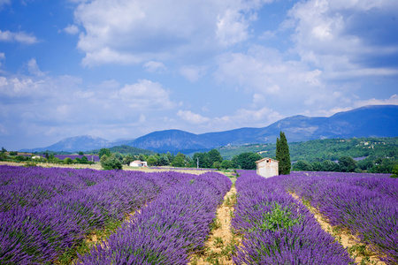 Lavanda 字段。普罗旺斯