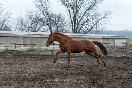 在鸟舍中是训练过的马。乌克兰