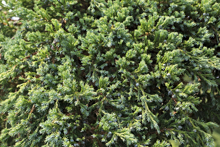 刺柏是松柏柏科针叶植物图片