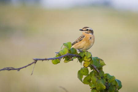 Whinchat 小鸟