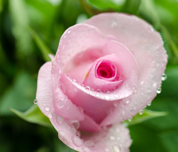 玫瑰花朵。玫瑰花蕾。娇嫩的花与水滴