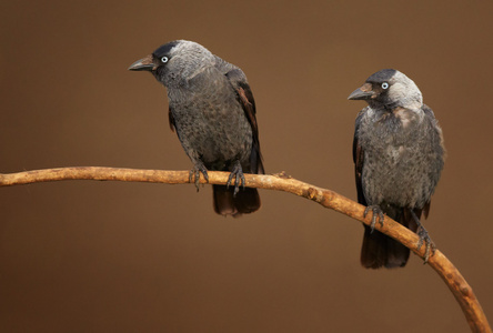 乌鸦的树枝上图片