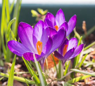 在早春紫色盛开番红花