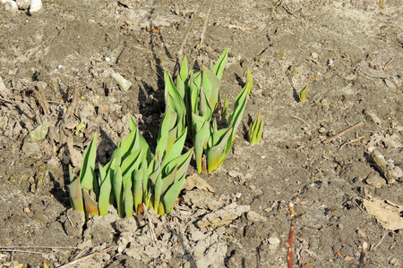 春天的郁金香发芽了照片
