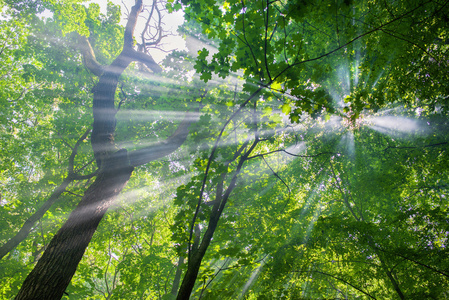 太阳光线通过在晴朗的一天森林里的树木