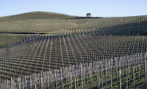 葡萄园的 Langhe 山，意大利