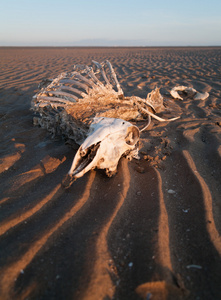 全羊骨架和头骨被冲刷在波浪状的沙滩上