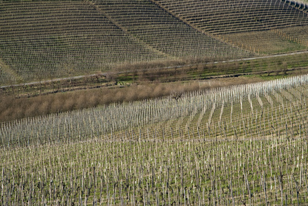 葡萄园的 Langhe 山，意大利