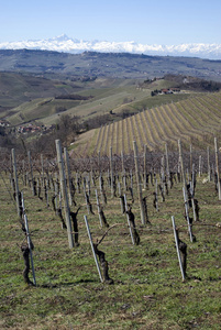 葡萄园的 Langhe 山，意大利