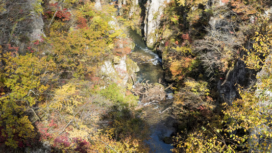 鸣子峡秋天的树叶在秋天的季节里，日本