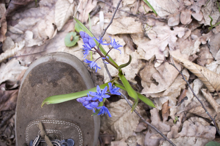 春天森林里的花 Scilla