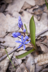 春天森林里的花 Scilla