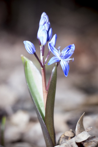 春天森林里的花 Scilla