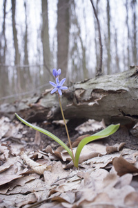 春天森林里的花 Scilla