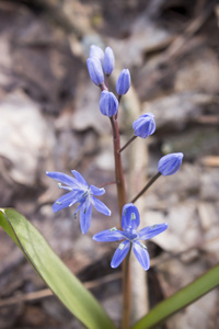 春天森林里的花 Scilla