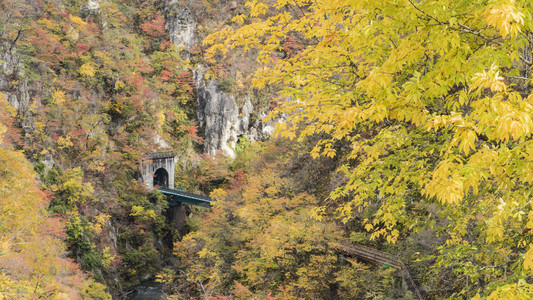 鸣子峡秋天的树叶在秋天的季节里，日本