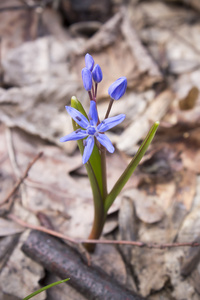 春天森林里的花 Scilla